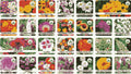 100 Varieties of Flower Seeds